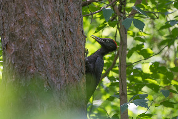 Черный дятел