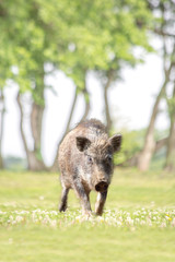 緑地を歩く子供のイノシシ