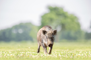 緑地を歩く子供のイノシシ