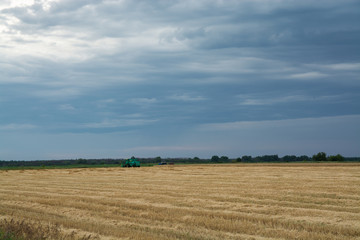 field of wheat