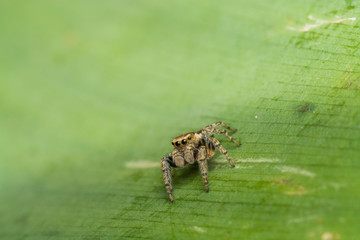 Паук-скакун