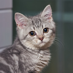 Portrait of striped scottish straight kitten.