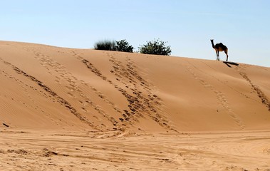 Fototapeta na wymiar Camel silhouette on a sand dune in desert