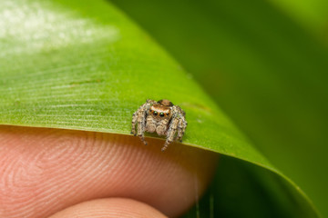 Паук-скакун