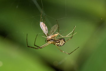 spider on the web