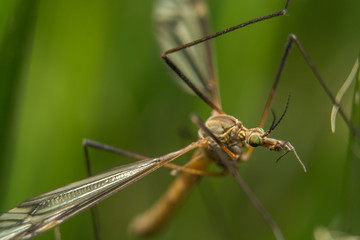 close up of a dragonfly
