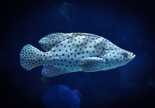 barramundi cod / grouper fish swimming marine life underwater ocean - fish humpback grouper