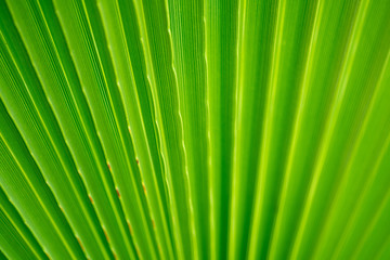 Obraz premium green palm leaf close up