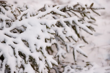 Christmas tree covered with snow in a winter forest. Preparing for the celebration of Christmas and New Year. Beautiful nature.