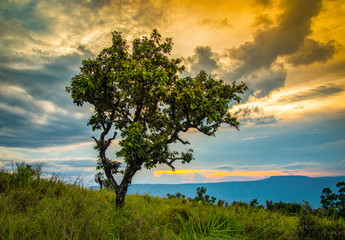 one tree on green grass field / the tree on slope hill mountain and beautiful sunrise with tree alone