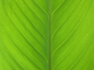 Green Fresh Leaf