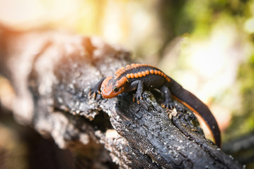 salamander wood timber / wildlife reptile crocodile salamander spotted orange and black rare animals