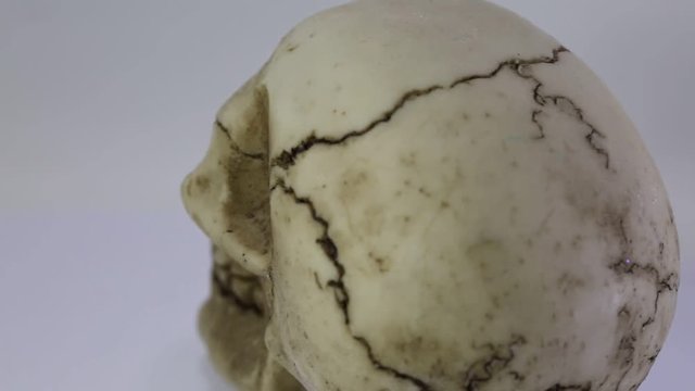 human skull turns on white background