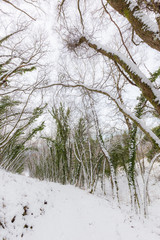 Trees with snow in winter