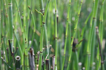 green grass with water drops
