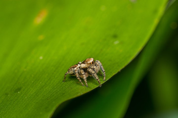 Паук-скакун