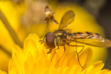 bee on yellow flower