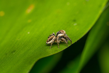 Паук-скакун