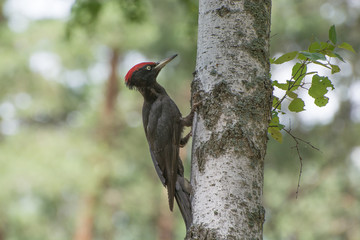 Черный дятел