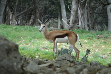 impala in serengeti national park tanzania africa