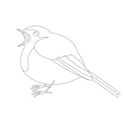 robin bird ,vector illustration ,   lining draw 