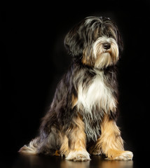 Tibetan Terrier  Dog  Isolated  on Black Background in studio