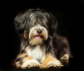 Tibetan Terrier  Dog  Isolated  on Black Background in studio