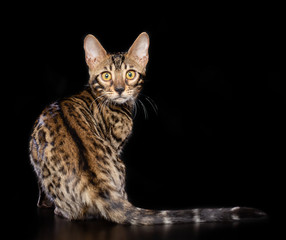 Bengal cat isolated on Black Background in studio