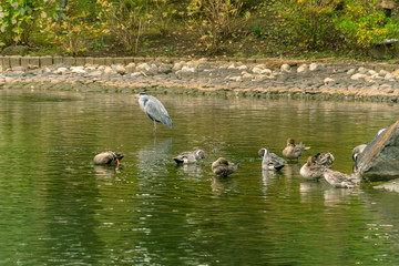 Naklejka na ściany i meble 秋の東京の自然　公園の池に集う鳥たち1