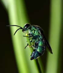 A small Cuckoo Wasp after being disturbed from its leaf nest. It was flightless and did not appreciate being disturbed at night while trying to sleep.