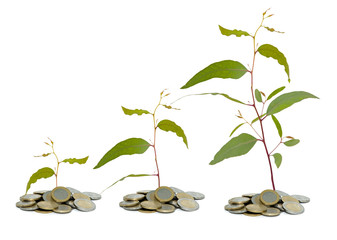 Saplings growing from coins