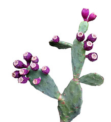 cactus isolated on white background
