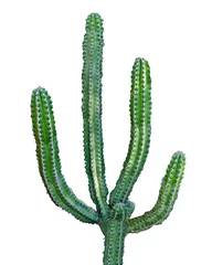 Foto op Plexiglas cactus geïsoleerd op witte achtergrond © Dmitry