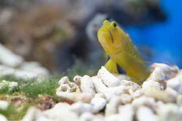 ギンガハゼ　Yellow prawn-goby