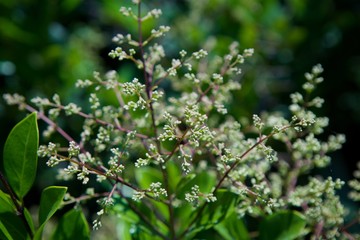Flowering green plant in early spring