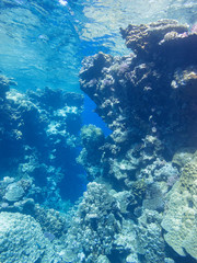 Naklejka na ściany i meble Colorful coral reef on the bottom of tropical sea, underwater landscape.