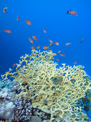 Fototapeta na wymiar Colorful coral reef on the bottom of tropical sea, underwater landscape