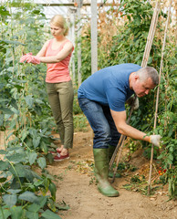 Serious couple of  gardeners attentively looking  seedlings