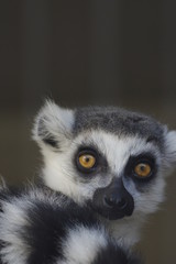 ワオキツネザル