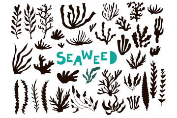 Seaweed1