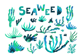 Seaweed3