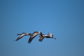 鶴　飛行中　日本　鹿児島県　風景
