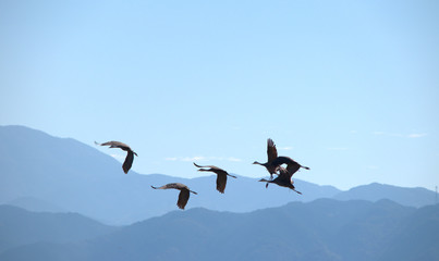Fototapeta na wymiar 鶴の飛翔　鳥　越冬　鹿児島県　風景