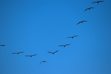 編隊飛行　鶴　鳥　越冬　日本　鹿児島県