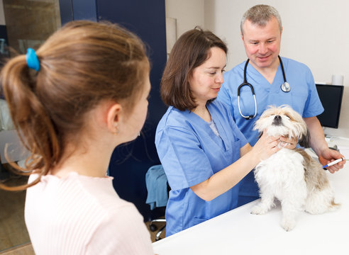 Two veterinarians inspecting dog