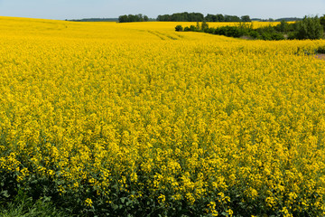 Picture of rape seed flowers  field at sunny day, landscape
