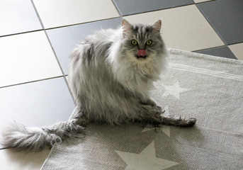 Katze