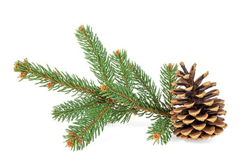 Branch of fir-tree and cone on a white background