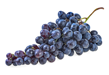 Blue grapes isolated on white background