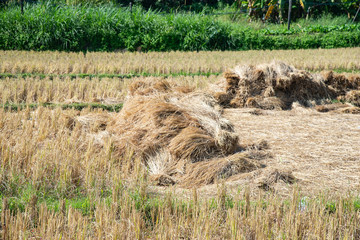 Dry straw texture background in the rice field